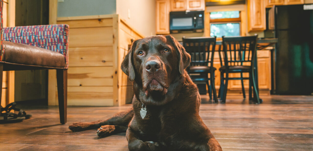 photo with a dog enjoying cabins