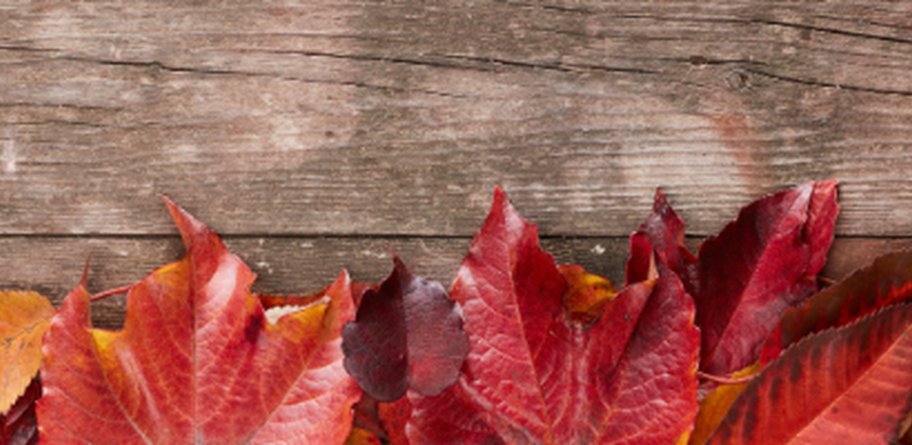 Autumn Leaves on Rustic Board