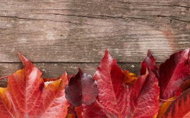 Autumn Leaves on Rustic Board